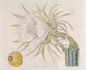 Harrisia gracilis - Edwards
